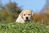LABRADOR 296